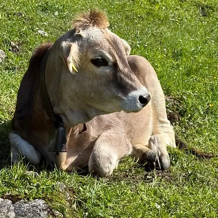 Apartment Sonn-winkl *